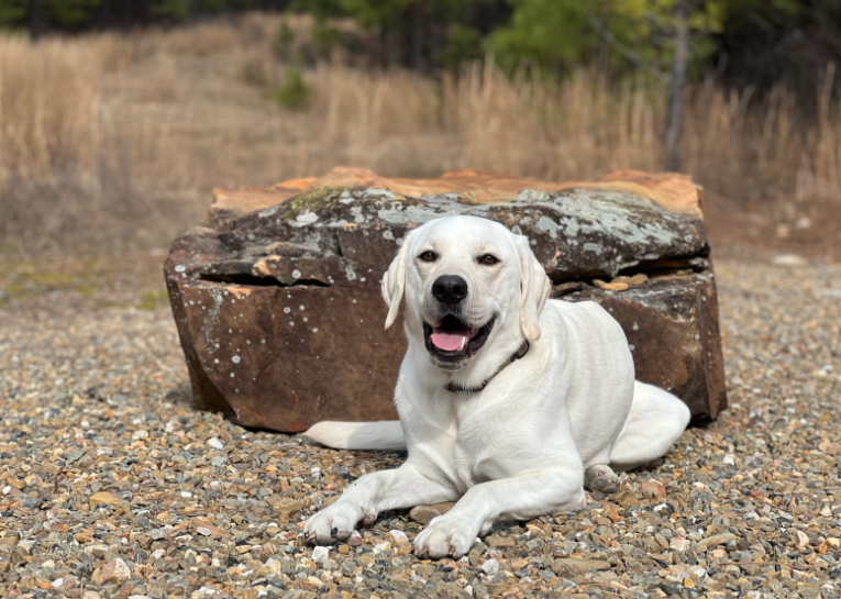 Thing To Do Pet Boarding 